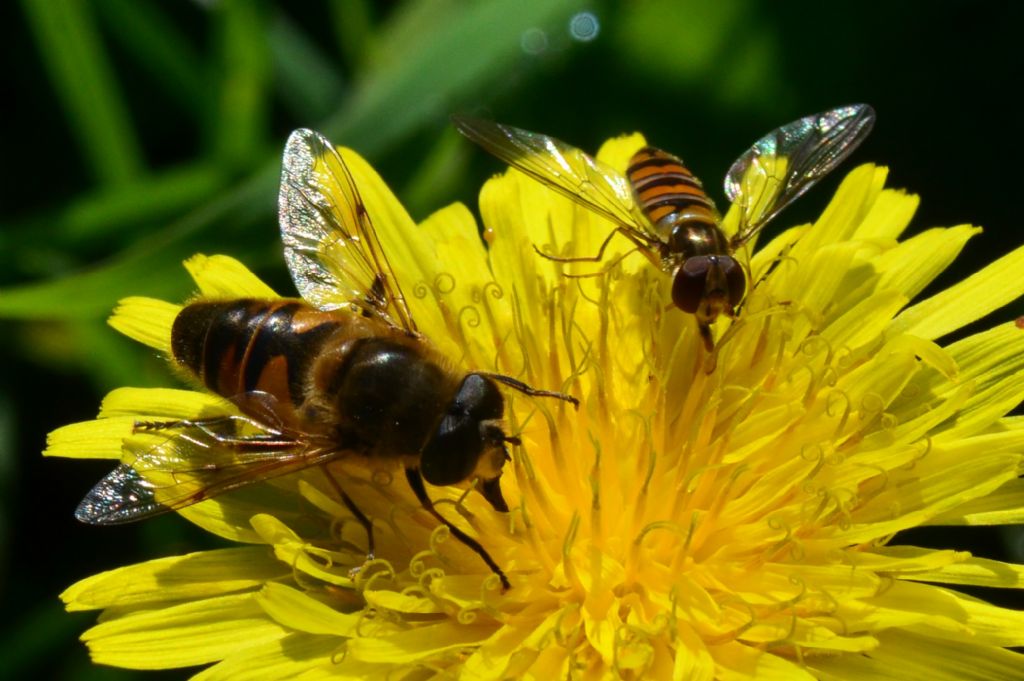 Syrphidae LSC4 - Episyrphus balteatus ed Eristalis sp.